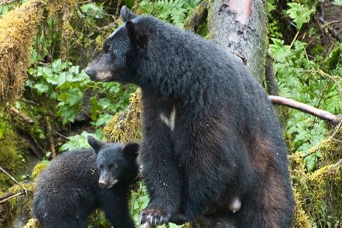 Anan Bears Tour | Alaska Charters And Adventures | Wrangell