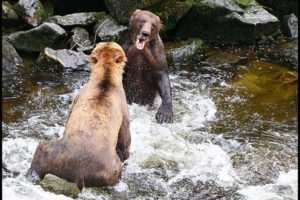 Anan Bears Tour | Alaska Charters And Adventures | Wrangell